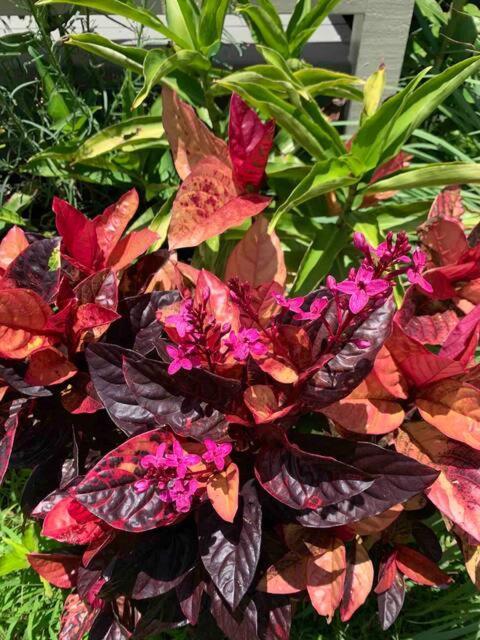 North Shore Garden Suite Haleiwa Bagian luar foto
