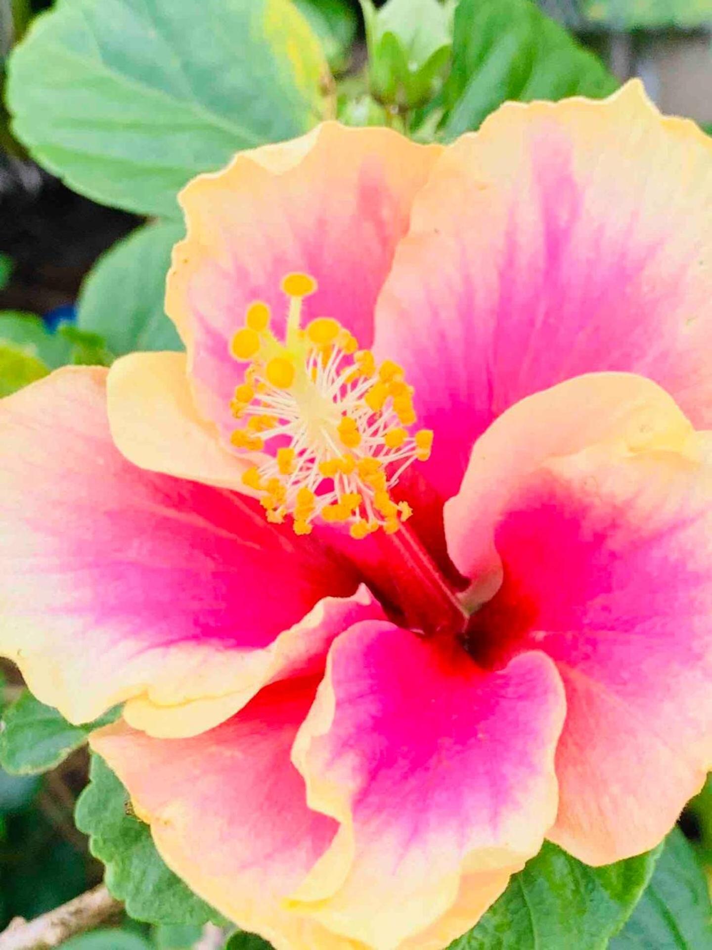 North Shore Garden Suite Haleiwa Bagian luar foto
